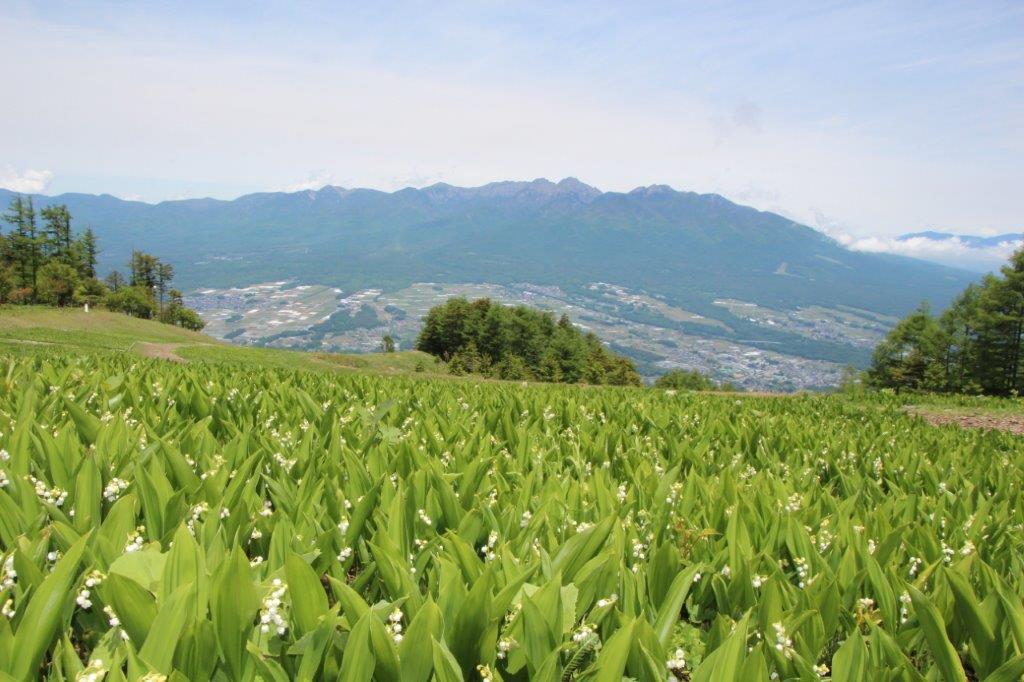 入笠山 山野草の開花情報 6 1付 をお知らせします 諏訪地方観光連盟