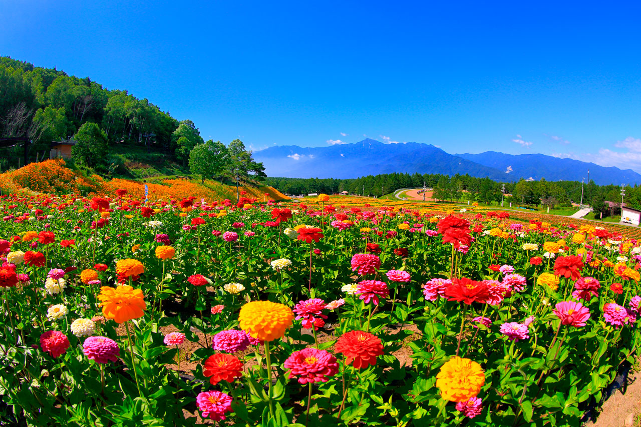 標高1250mにある天空の花園 富士見高原 花の里 諏訪観光連盟
